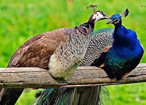Bar Moran said that since the dead women can't speak for themselves, it is imperative for a proper and thorough investigation to be conducted. . Peacock couple porn
